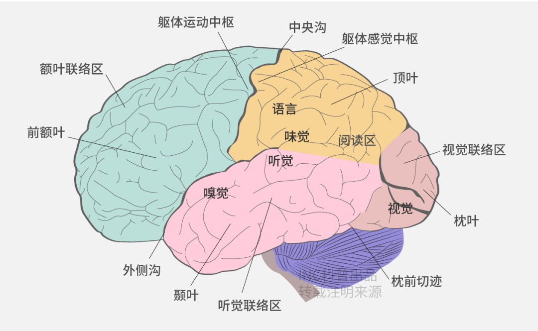 较大胶质瘤全切没有复发案例——大脑