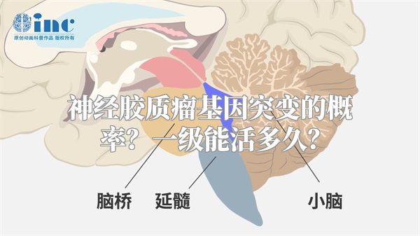 神经胶质瘤基因突变的概率？一级能活多久？