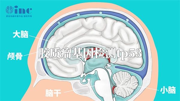 胶质瘤基因检测tp53
