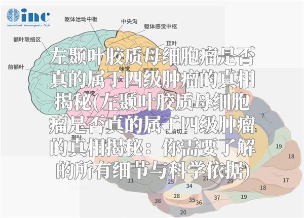 左颞叶胶质母细胞瘤是否真的属于四级肿瘤的真相揭秘(左颞叶胶质母细胞瘤是否真的属于四级肿瘤的真相揭秘：你需要了解的所有细节与科学依据)