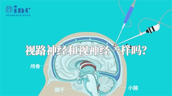 视路神经和视神经一样吗？