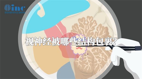视神经被哪些结构包裹?