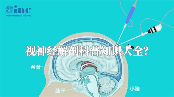 视神经解剖科普知识大全？