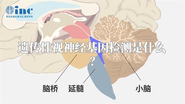遗传性视神经基因检测是什么?